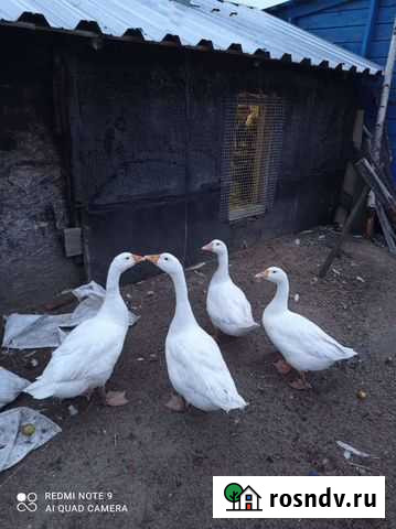 Гуси, индоутки, дикие утки Ярославль - изображение 1