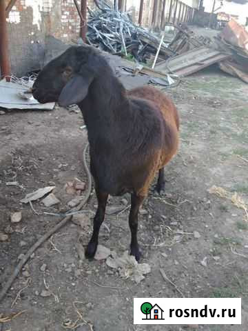 Гиссарские Архангельская - изображение 1