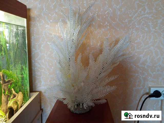 Красота в аквариум Бийск - изображение 1