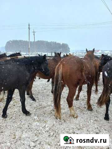 Лошади Старое Дрожжаное - изображение 1