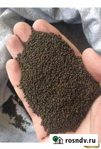 Семена люцерны Ковалевское - изображение 1