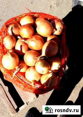 Лук оптом Москва - изображение 1