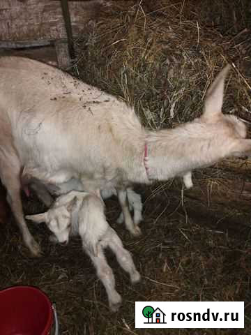 Коза дойная Верхний Уфалей - изображение 1