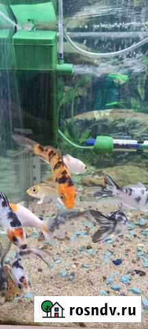 Карп кои Чита - изображение 1