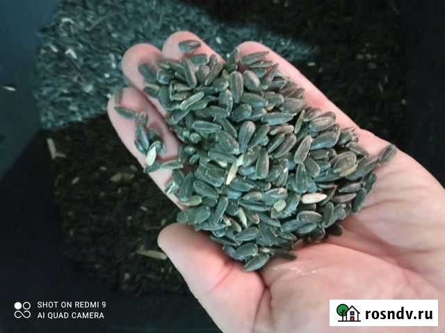 Семечка Каневская - изображение 1