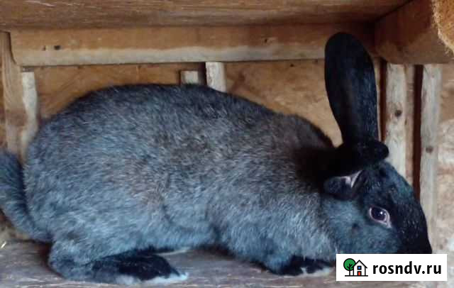 Кролик Конаково - изображение 1