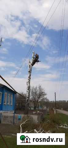 Спил деревьев, расчистка, корчевка Белгород - изображение 1