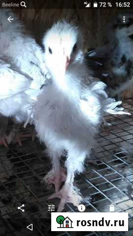 Куры Новороссийск - изображение 1