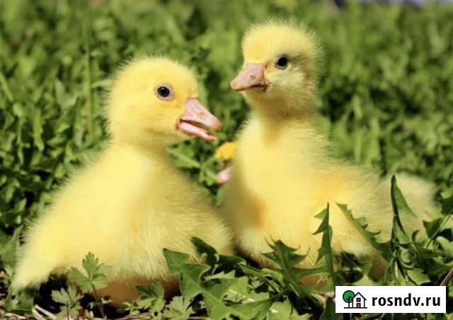 Гусята Линдовские Энем - изображение 1