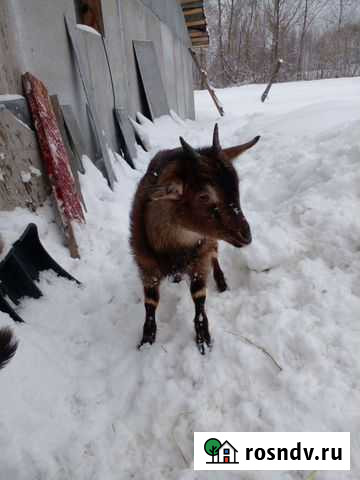 Нубийский козел Егорьевск - изображение 1