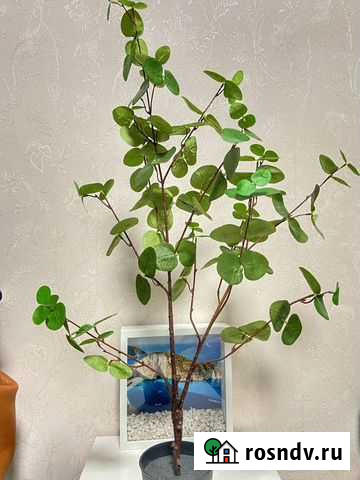 Искусственные растения Краснодар - изображение 1