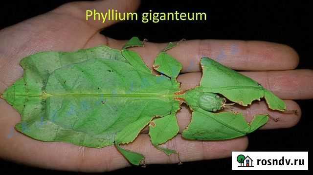 Phyllium giganteum, Gantungense, Мадагаскары Волгоград - изображение 1