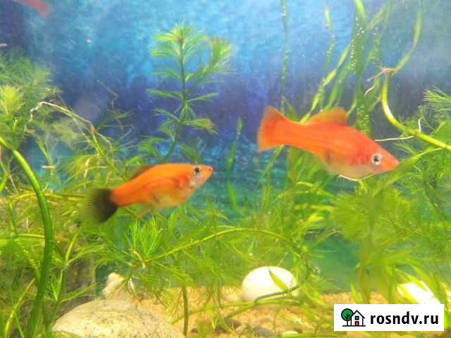 Аквариум, рыбки, аквариумные рыбки Улан-Удэ - изображение 1
