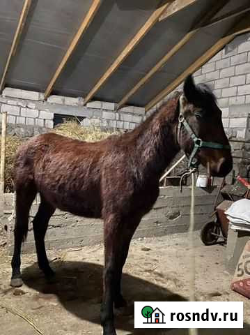 Продажа бычков Нальчик - изображение 1