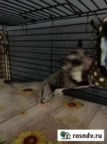 Белка Благовещенск - изображение 1