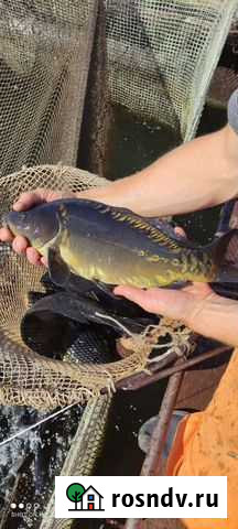 Рыба для платной рыбалки Бобровка - изображение 1
