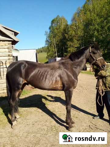 Лошади Жеребец орловской породы с документами Барнаул - изображение 1