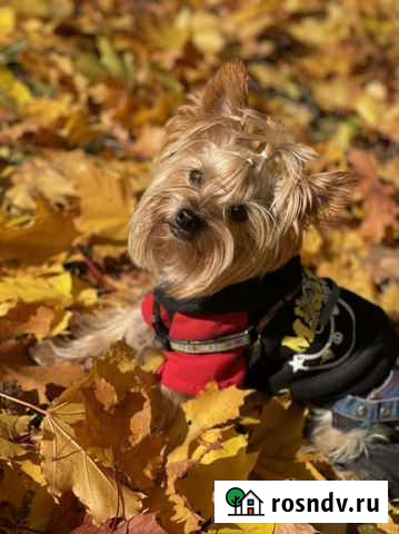 Йоркширский терьер вязка Москва - изображение 1