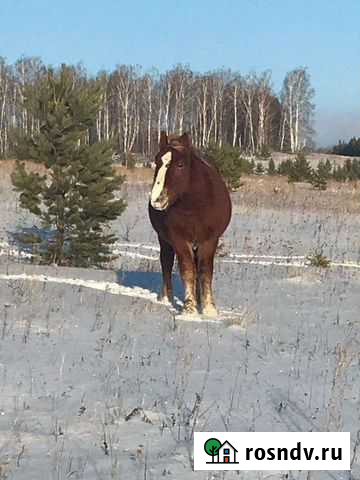 Русские тяжеловозы и пони Месягутово - изображение 1