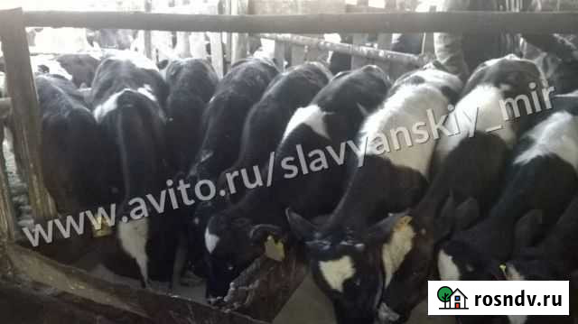 Телята бычки Рамонь - изображение 1