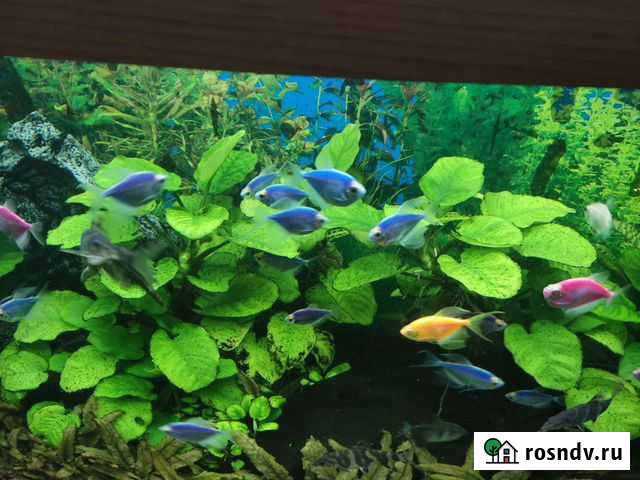 Анубиас Новочеркасск - изображение 1