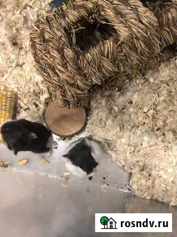 Джунгарские хомячки Москва - изображение 1