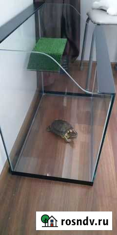 Террариум для черепашки торг Краснодар - изображение 1
