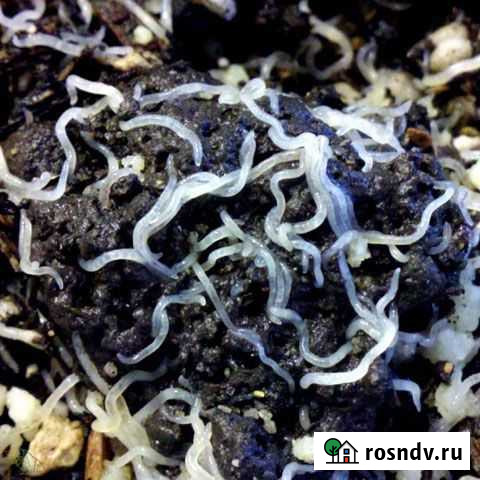 Гриндаль (корм для рыбок) Отправка в любой город Липецк - изображение 1