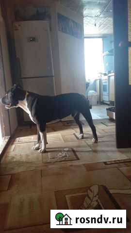 Вязка собак Калач-на-Дону - изображение 1