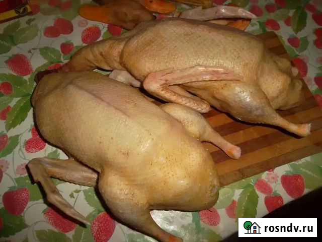 Мясо утки Копейск - изображение 1