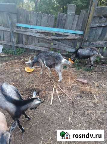 Козы дойные Хор - изображение 1