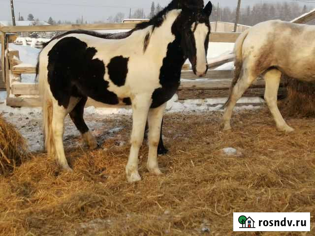 Лошадь жеребец Енисейск - изображение 1