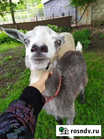 Альпийский Козел (обмен на барана) Абадзехская - изображение 1