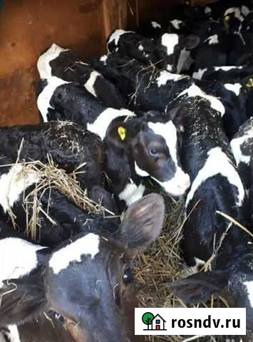 Телята от 1 месяца до 4-х месяцев Зимовники - изображение 1