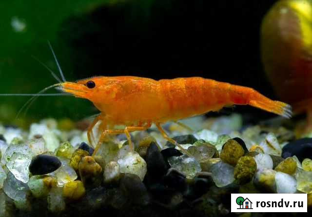 Креветки Оранжевые Пушкино - изображение 1