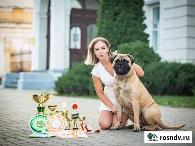 Услуги хендлера Ростов-на-Дону - изображение 1