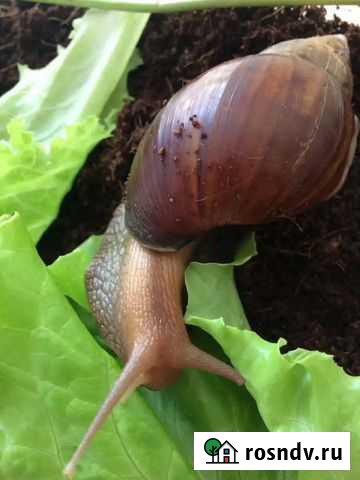 Улитки ахатины Ангарск - изображение 1