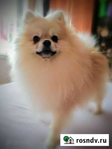 Шпиц для вязки Вологда - изображение 1