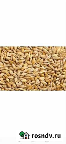 Продам ячмень Назарово - изображение 1