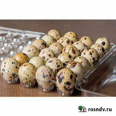 Упаковка для перепелиных и куриных яиц Ковров