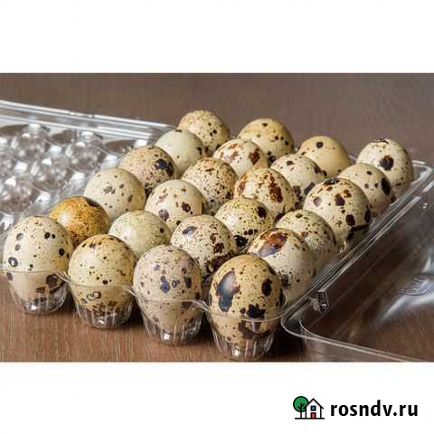 Упаковка для перепелиных и куриных яиц Ковров - изображение 1