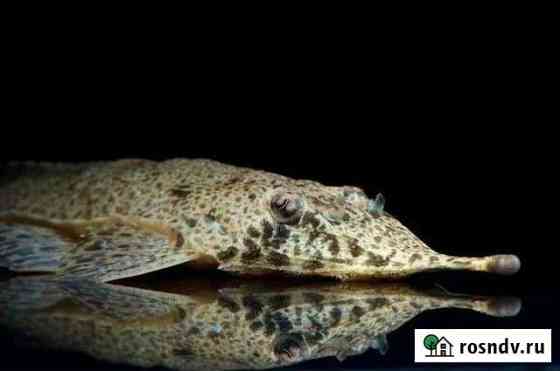 Pinocchio Whiptail Catfish,Farlowella,Sturisomati Балашиха