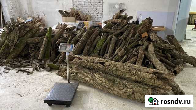 Пробковый дуб и виноградная лоза Уфа - изображение 1