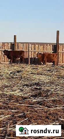 Корова с телкой Икряное - изображение 1