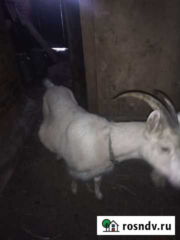 Коза на мясо Кукмор - изображение 1