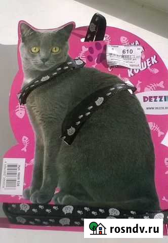 Шлейка для кошки Санкт-Петербург - изображение 1