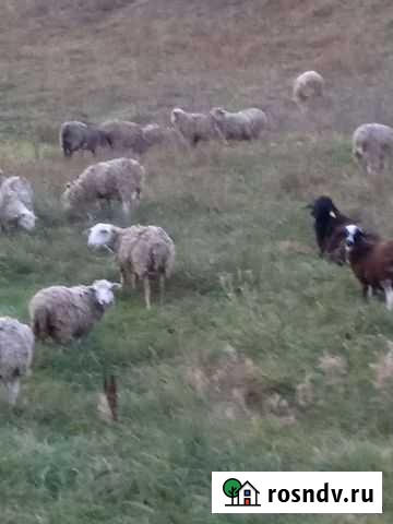 Бараны Фатеж - изображение 1