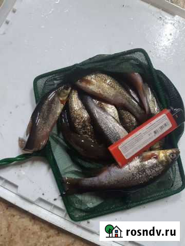 Живец гальян крупный Дзержинск - изображение 1