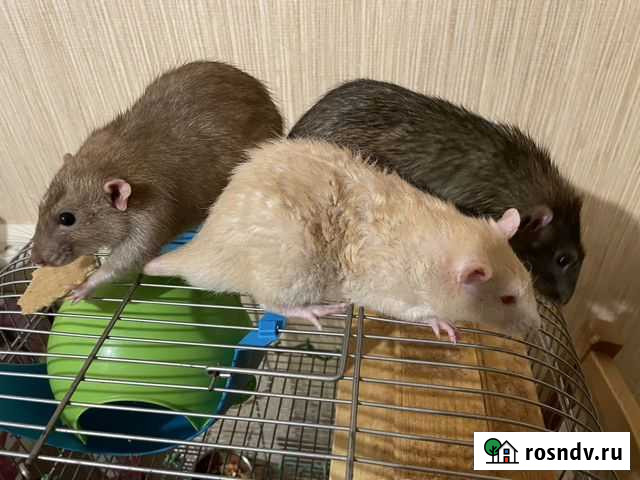 Крысы Родники - изображение 1