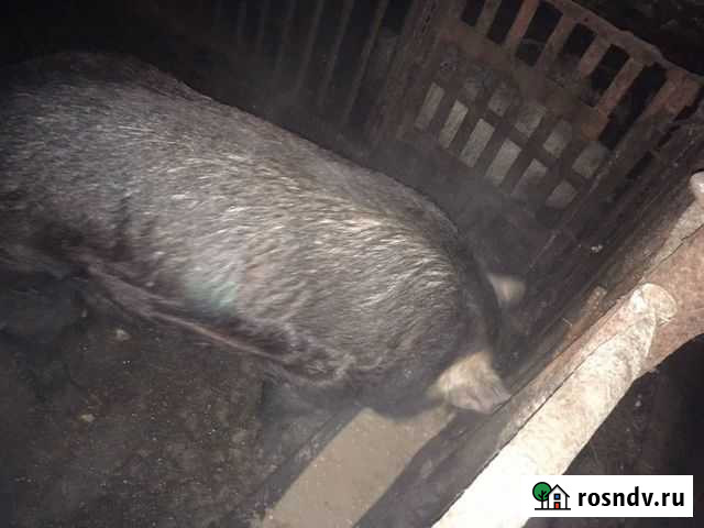 Хряк Новочеркасск - изображение 1